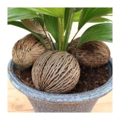 Livistona Rotundifolia -Semillas De Plantas livistona rotundifolia 3