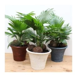 Livistona Rotundifolia -Semillas De Plantas livistona rotundifolia 4