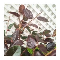 Loropetalum Chinensis Fire Dance 7 Loropetalum Chinensis Fire Dance -Semillas De Plantas loropetalum chinensis fire dance 2