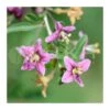 Goji. Lycium Barbarum 2 Goji. Lycium Barbarum -Semillas De Plantas lycium barbarum
