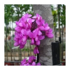 Lyla Blanca -Semillas De Plantas lyla 1