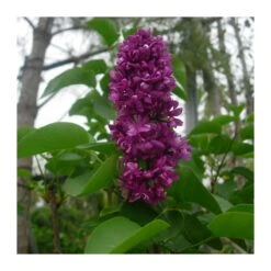 Lyla Blanca -Semillas De Plantas lyla 3