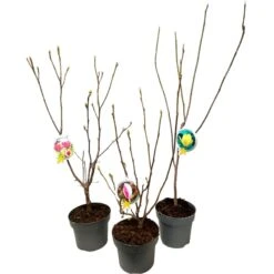 Magnolia Concima Sunrise