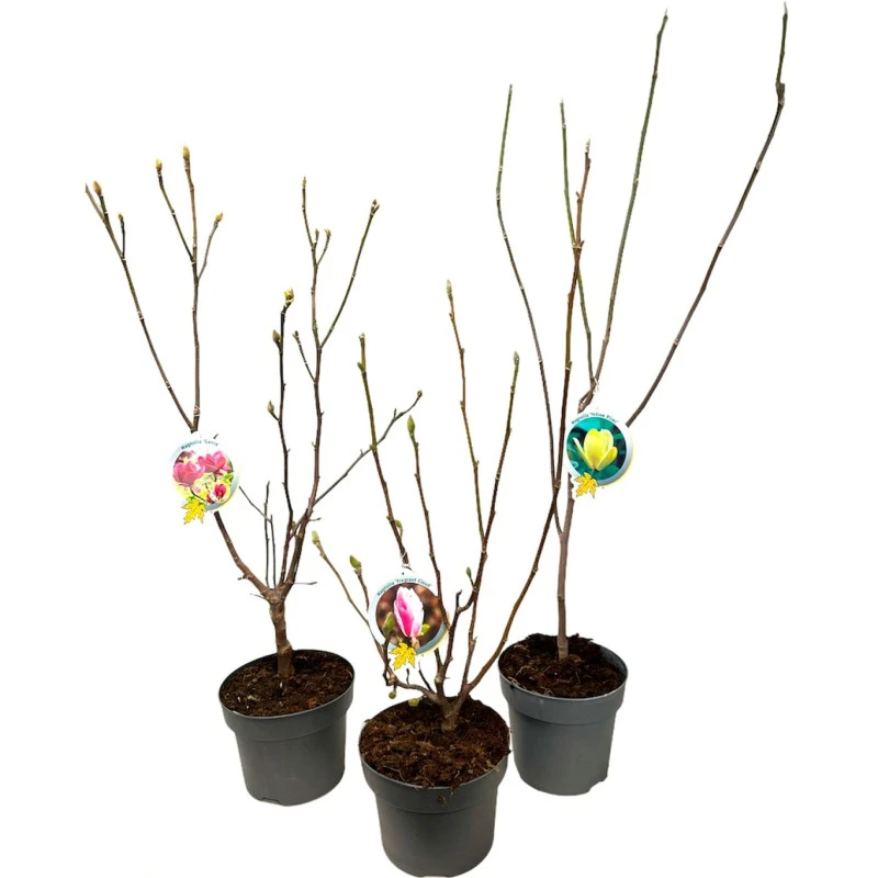 Magnolia Denudata Fragant Cloud 3 Magnolia Denudata Fragant Cloud