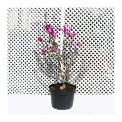 Magnolia Susan -Semillas De Plantas magnolia susan 1