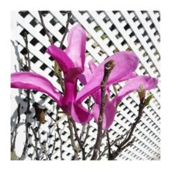 Magnolia Susan -Semillas De Plantas magnolia susan 2