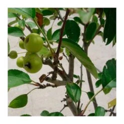 Nuevos lanzamientos -Semillas De Plantas malus everest 1