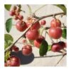 Malus Everest -Semillas De Plantas malus everest