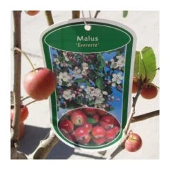 Malus Everest -Semillas De Plantas malus everest 2
