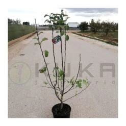 Malus Everest -Semillas De Plantas malus everest 3