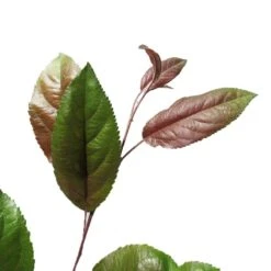 Manzano Silvestre Japones. Malus Profusion -Semillas De Plantas malus profusion 2