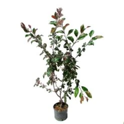 Manzano Silvestre Japones. Malus Profusion