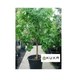 Mandarino Okitsu -Semillas De Plantas mandarino okitsu 1