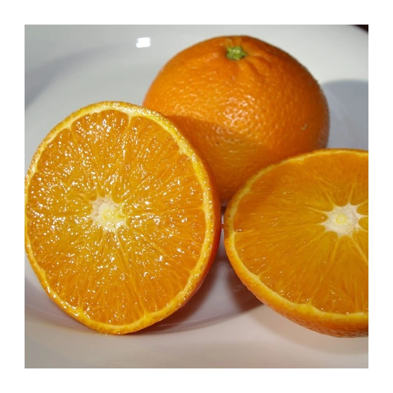 Mandarino Ortanique 3 Mandarino Ortanique