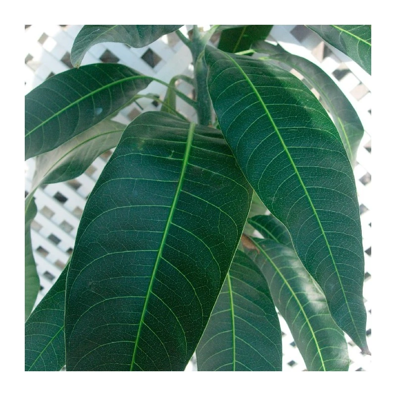 Mango Tommy Atkins 4 Mango Tommy Atkins - Imagen 2