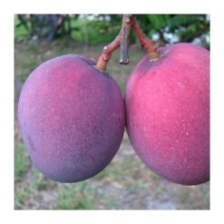 Mango Tommy Atkins 7 Mango Tommy Atkins -Semillas De Plantas mango tommy atkins 2