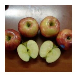 Manzano Royal Gala -Semillas De Plantas manzano royal gala 2