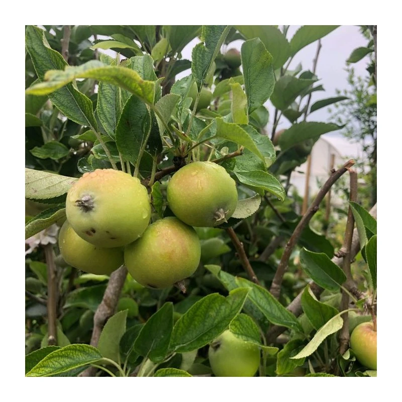 Manzano Top Red 3 Manzano Top Red