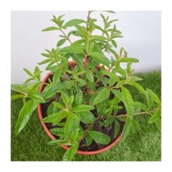 Maria Luisa -Semillas De Plantas maria luisa 2