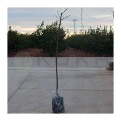 Melocotón Nectarina Fantasia