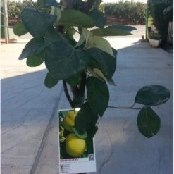 Membrillo Gigante De Portugal 7 Membrillo Gigante De Portugal -Semillas De Plantas membrillo gigante de portugal 2