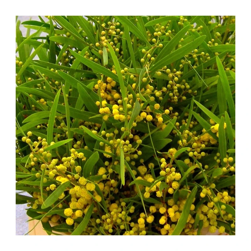 Mimosa Longifolia 3 Mimosa Longifolia