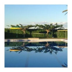 Morera Fruitless -Semillas De Plantas morus fruitless lujijama 2