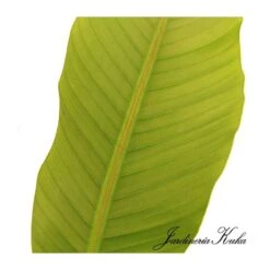 Musa Basjoo -Semillas De Plantas musa basjoo 1