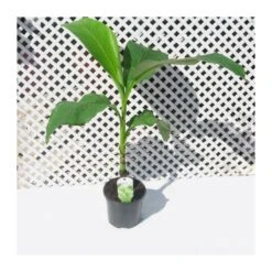 Musa Basjoo -Semillas De Plantas musa basjoo 2