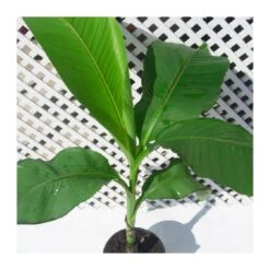 Musa Basjoo -Semillas De Plantas musa basjoo 3