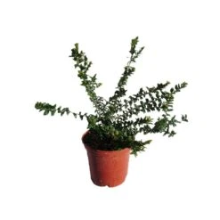 Myrtus Communis Tarentina 5 Myrtus Communis Tarentina -Semillas De Plantas myrtus communis tarentina 1