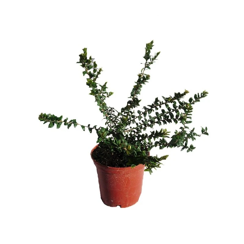 Myrtus Communis Tarentina 4 Myrtus Communis Tarentina - Imagen 2