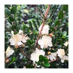 Myrtus Communis Tarentina Copa -Semillas De Plantas myrtus communis tarentina copa 2