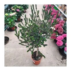 Myrtus Communis Tarentina Copa -Semillas De Plantas myrtus communis tarentina copa 3