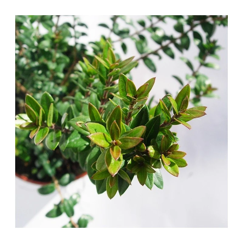 Myrtus Communis Tarentina 3 Myrtus Communis Tarentina