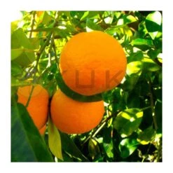 Naranjo Amargo, EJEMPLAR