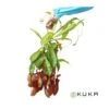 Nepenthes -Semillas De Plantas nepenthes
