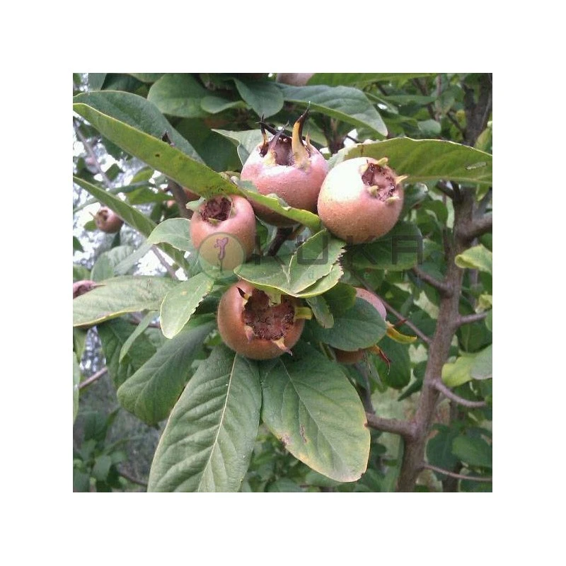 Nispero Europeo 3 Nispero Europeo