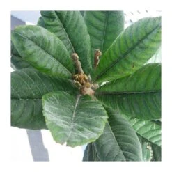 Níspero Tanaka -Semillas De Plantas nispero tanaka 2