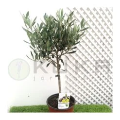 Olivo En Forma De Copa -Semillas De Plantas olivo en forma de copa 2