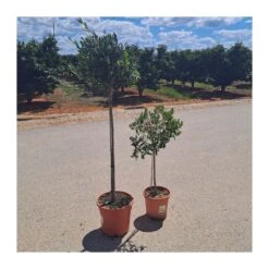 Olivo En Forma De Copa -Semillas De Plantas olivo en forma de copa 3