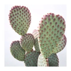 Opuntia Microdasys Rojo -Semillas De Plantas opuntia microdasys 1