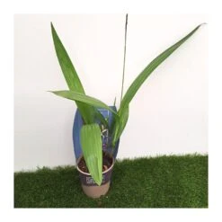 Orquídea Bletilla Striata -Semillas De Plantas orquidea bletilla striata 2