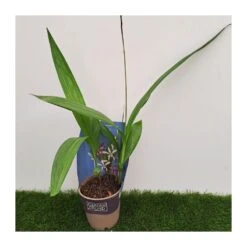 Orquídea Bletilla Striata -Semillas De Plantas orquidea bletilla striata 3