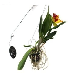 Orquídea Cattleya Sin Flores Compra 2 Y Paga 1 -Semillas De Plantas orquidea cattleya sin flores compra 2 y paga 1 3