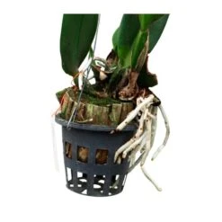 Orquídea Cattleya Sin Flores Compra 2 Y Paga 1 -Semillas De Plantas orquidea cattleya sin flores compra 2 y paga 1 4