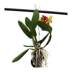 Orquídea Cattleya Sin Flores Compra 2 Y Paga 1 -Semillas De Plantas orquidea cattleya sin flores compra 2 y paga 1 5
