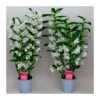 Orquidea Dendrobium Nobile Blanca Sin Flor Compra 2 Y Paga 1 -Semillas De Plantas orquidea dendrobium nobile blanca sin flor compra 2 y paga 1