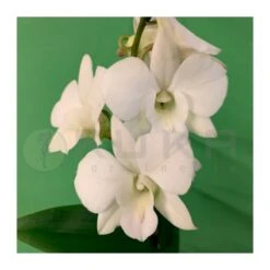 Orquidea Dendrobium Sa-Nook Variado -Semillas De Plantas orquidea dendrobium sa nook 1 2