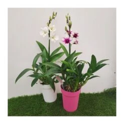 Orquidea Dendrobium Sa-Nook Variado -Semillas De Plantas orquidea dendrobium sa nook 1 3